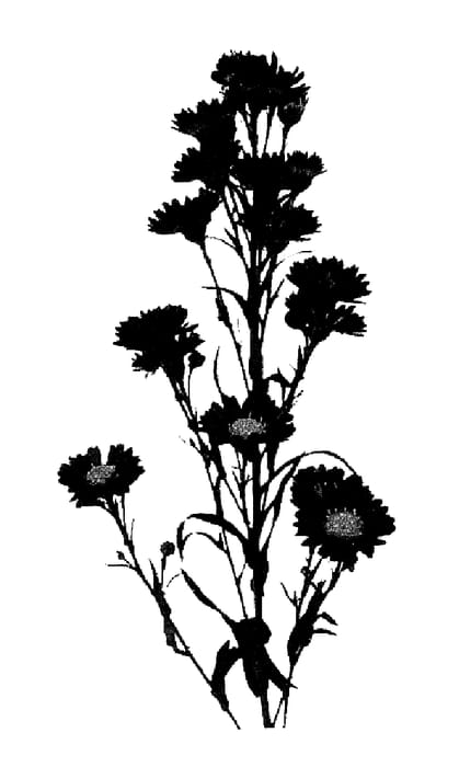 Figure 1 of US plant patent PP16132, the photograph of Esmchile printed in the patent.