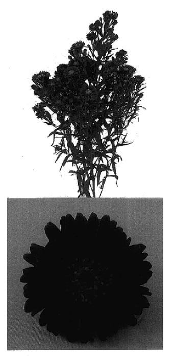 Figure 1 of US plant patent PP16133, the photograph of Esmguyana printed in the patent.