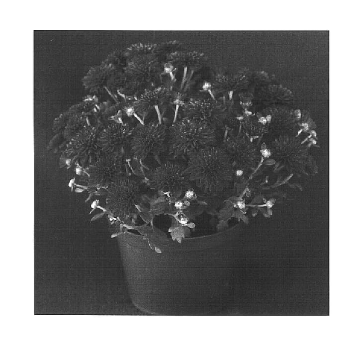 Figure 1 of US plant patent PP16134, the photograph of Yobrandi printed in the patent.