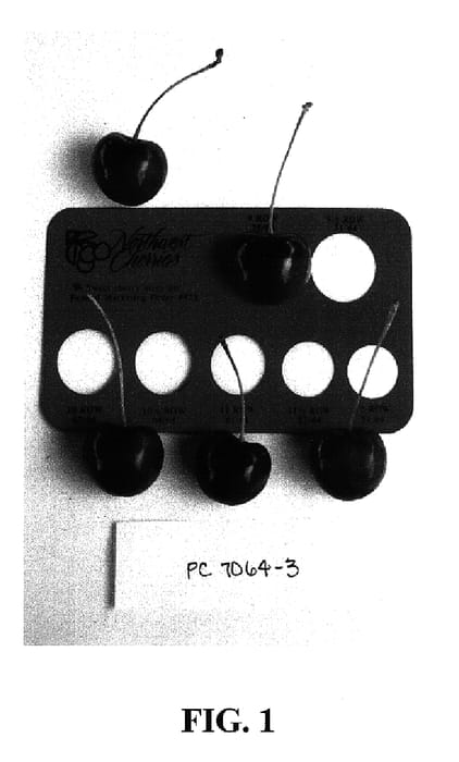 Figure 1 of US plant patent PP16135, the photograph of PC7064-3 printed in the patent.