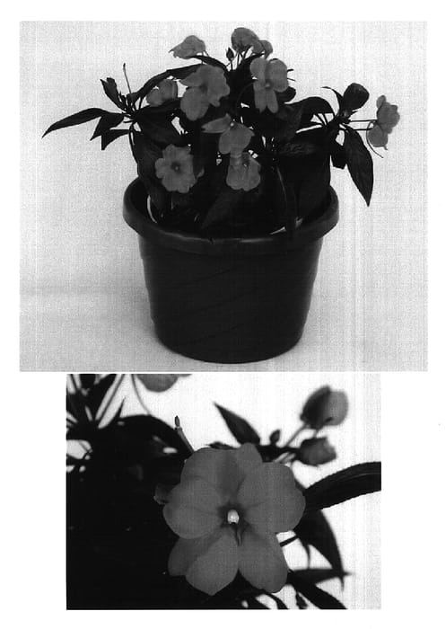 Figure 1 of US plant patent PP16136, the photograph of Visinflila printed in the patent.