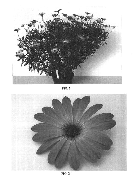 Figure 1 of US plant patent PP16137, the photograph of Balserpink printed in the patent.