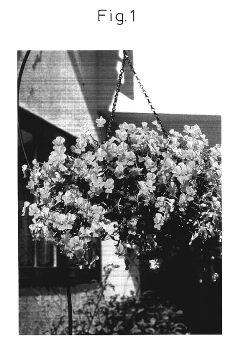 Figure 1 of US plant patent PP16138, the photograph of Sunvioki printed in the patent.