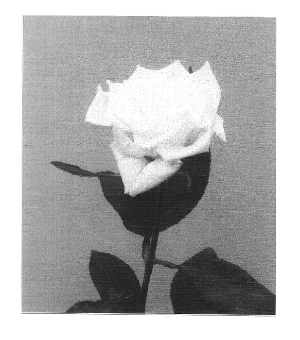 Figure 1 of US plant patent PP16139, the photograph of RUIMZ15 printed in the patent.