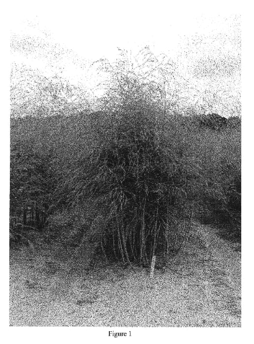 Figure 1 of US plant patent PP16140, the photograph of All-male asparagus hybrid NJ 854 printed in the patent.