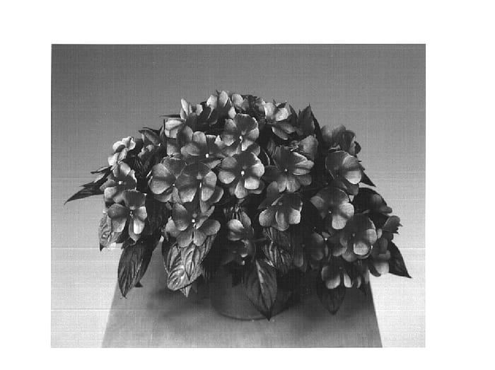 Figure 1 of US plant patent PP16141, the photograph of Fisnics Burgsweet printed in the patent.