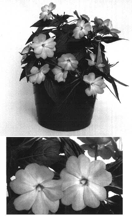 Figure 1 of US plant patent PP16142, the photograph of Visinflapi printed in the patent.