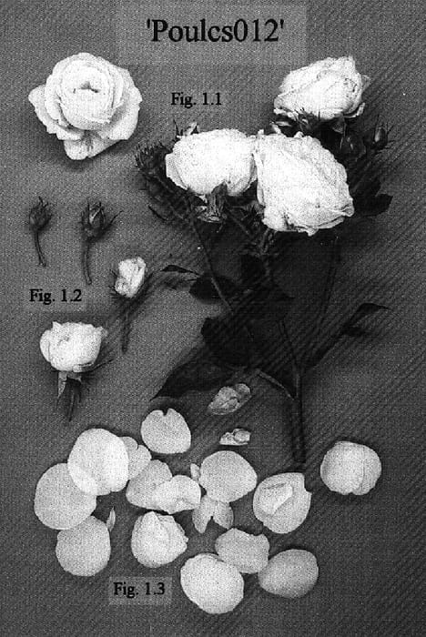 Figure 1 of US plant patent PP16143, the photograph of Poulcs012 printed in the patent.