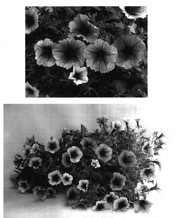 Figure 1 of US plant patent PP16144, the photograph of Lanbor printed in the patent.