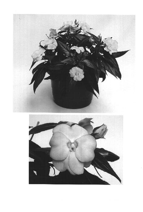Figure 1 of US plant patent PP16145, the photograph of Visinfpiki printed in the patent.