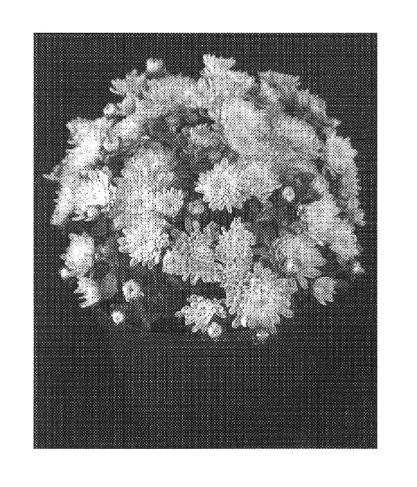 Figure 1 of US plant patent PP16146, the photograph of Warm Yoursula printed in the patent.