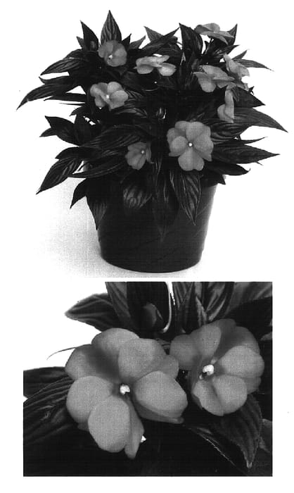 Figure 1 of US plant patent PP16147, the photograph of Visinfblla printed in the patent.