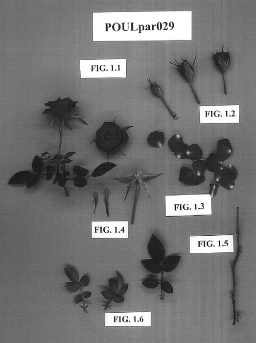 Figure 1 of US plant patent PP16148, the photograph of POULpar029 printed in the patent.