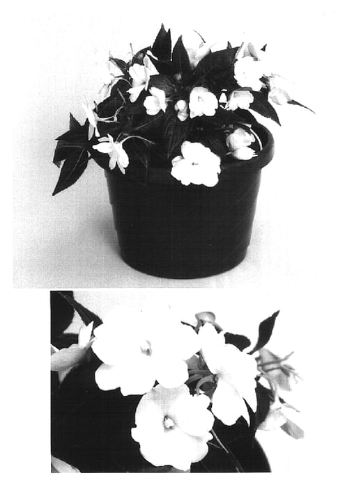 Figure 1 of US plant patent PP16149, the photograph of Visinfwhi printed in the patent.