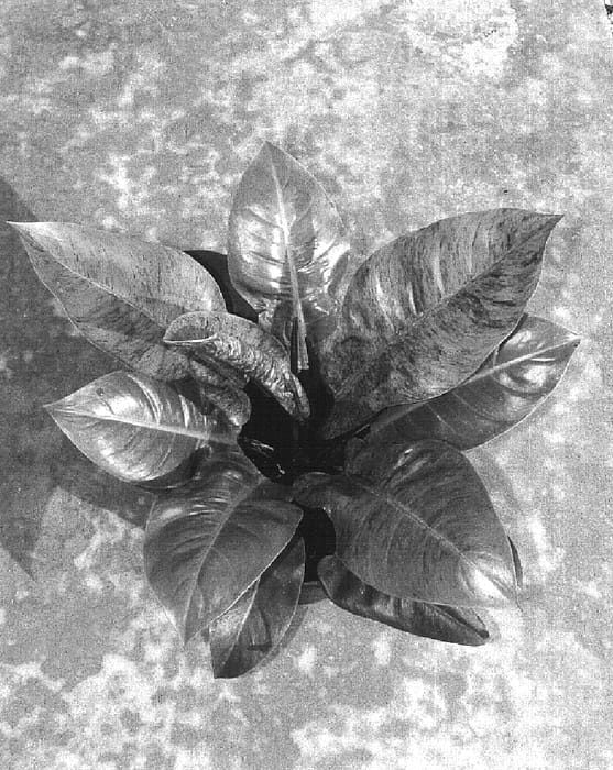 Figure 1 of US plant patent PP16150, the photograph of Variegated Sport #1 printed in the patent.