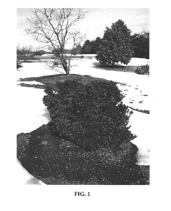 Figure 1 of US plant patent PP16151, the photograph of Blue Baron printed in the patent.
