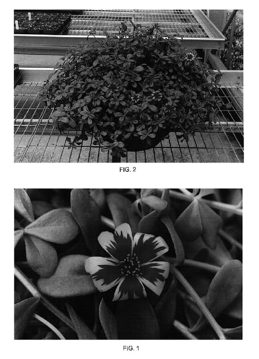 Figure 1 of US plant patent PP16152, the photograph of Kakegawa CY4 printed in the patent.