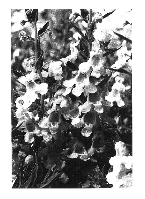 Figure 1 of US plant patent PP16153, the photograph of Cart White printed in the patent.