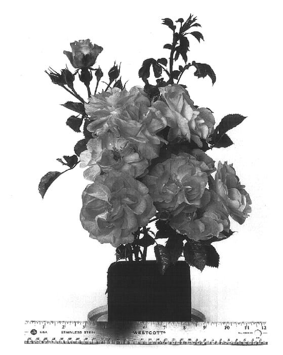 Figure 1 of US plant patent PP16154, the photograph of WEKwesflut printed in the patent.