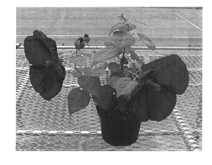 Figure 1 of US plant patent PP16155, the photograph of Bahlibred printed in the patent.