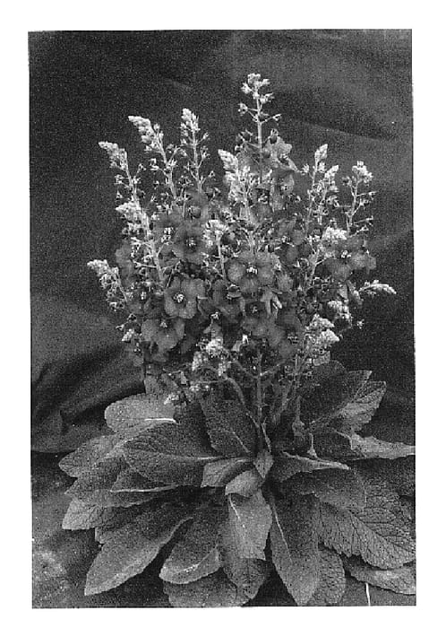 Figure 1 of US plant patent PP16156, the photograph of Plum Smokey printed in the patent.