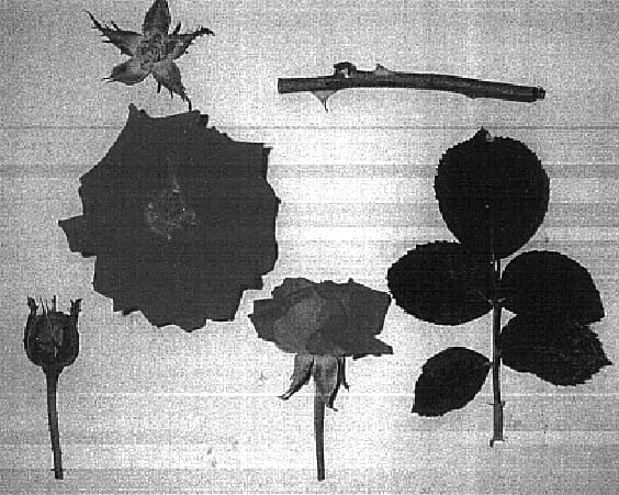 Figure 1 of US plant patent PP16157, the photograph of Miss Amber printed in the patent.