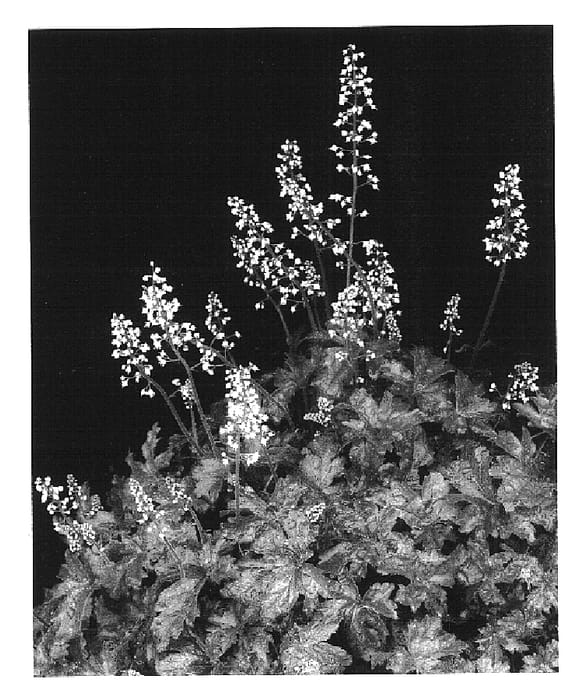 Figure 1 of US plant patent PP16158, the photograph of Birthday Cake printed in the patent.