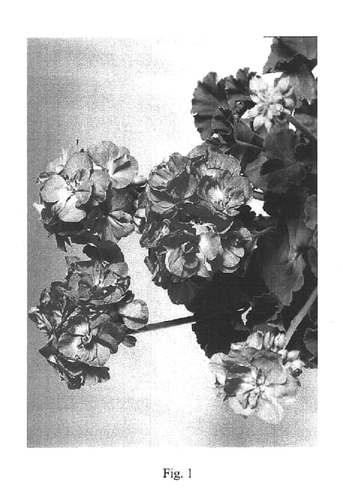 Figure 1 of US plant patent PP16159, the photograph of Maestro Pink printed in the patent.