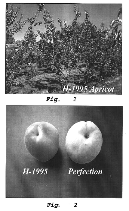 Figure 1 of US plant patent PP16160, the photograph of H 1995 cv printed in the patent.