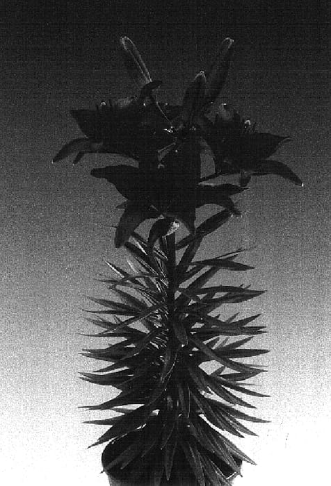 Figure 1 of US plant patent PP16161, the photograph of Tiny Ghost printed in the patent.