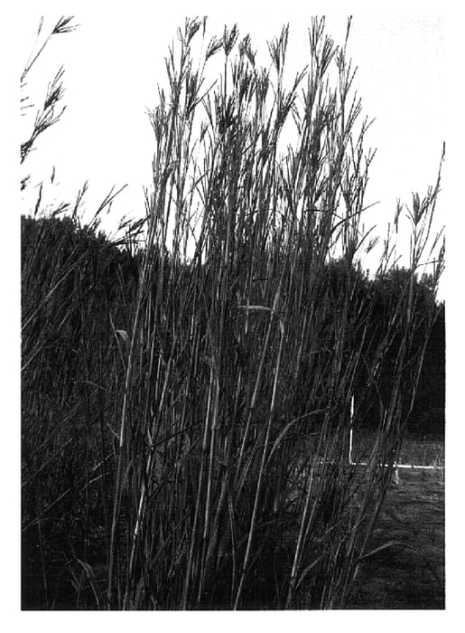 Figure 1 of US plant patent PP16162, the photograph of Big Daddy printed in the patent.