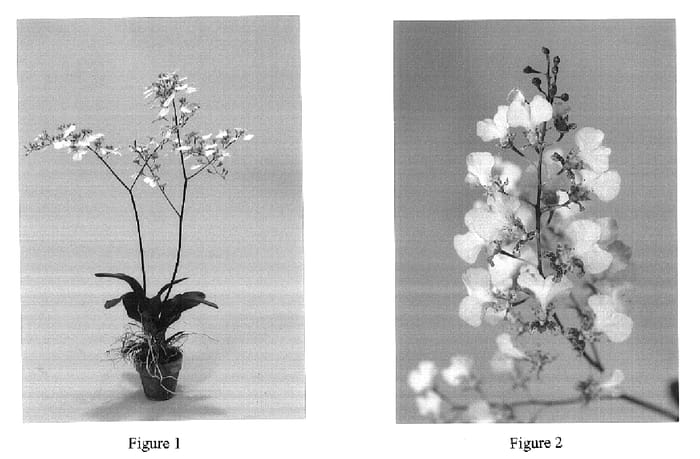 Figure 1 of US plant patent PP16163, the photograph of Haruri printed in the patent.