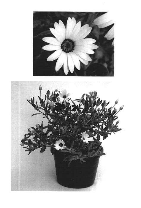 Figure 1 of US plant patent PP16164, the photograph of Sekiin47 printed in the patent.