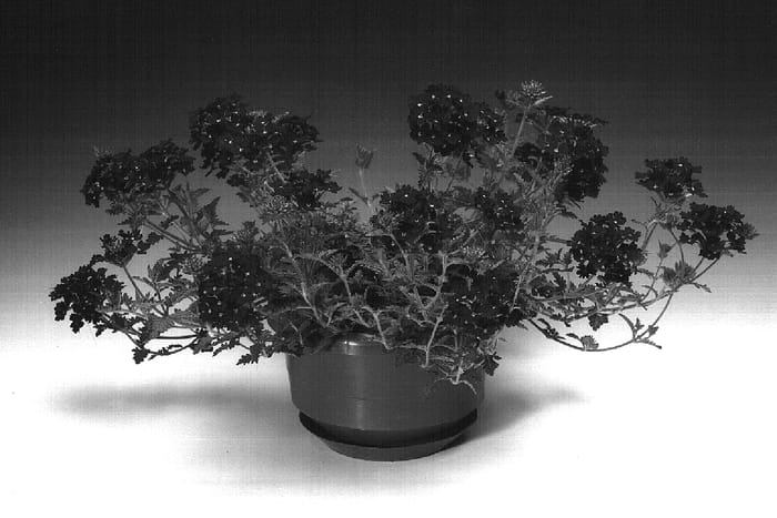 Figure 1 of US plant patent PP16165, the photograph of Pulena printed in the patent.