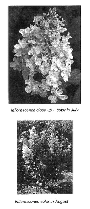 Figure 1 of US plant patent PP16166, the photograph of DVP Pinky printed in the patent.