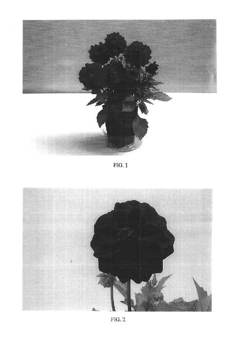 Figure 1 of US plant patent PP16167, the photograph of Baldelrasp printed in the patent.