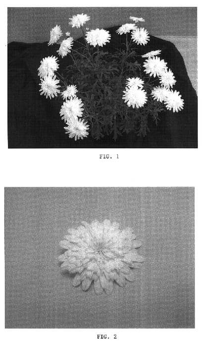 Figure 1 of US plant patent PP16168, the photograph of OHMADCAMA printed in the patent.