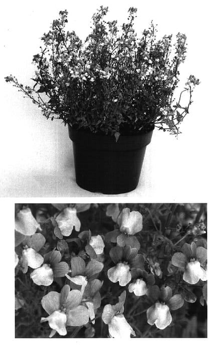 Figure 1 of US plant patent PP16169, the photograph of Nemrowhi printed in the patent.
