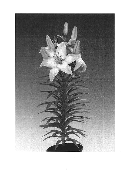 Figure 1 of US plant patent PP16170, the photograph of Tiny Todd printed in the patent.
