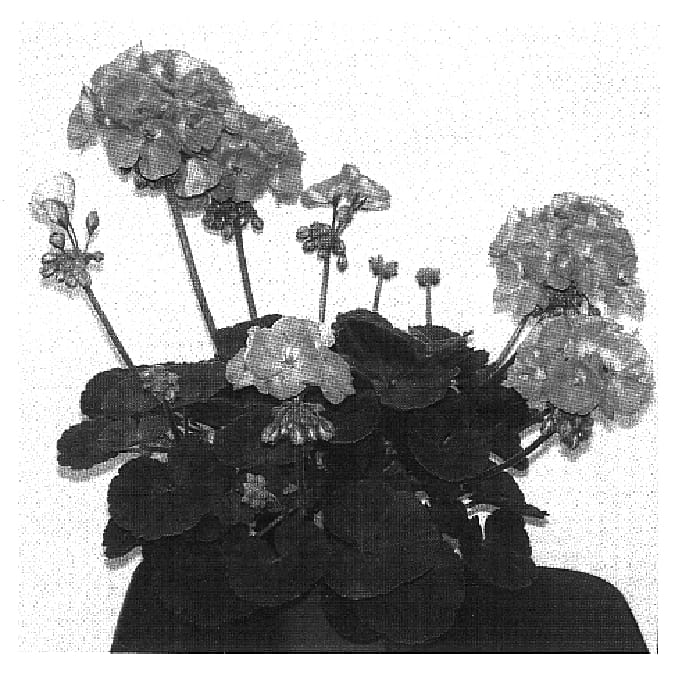 Figure 1 of US plant patent PP16171, the photograph of Pacwu printed in the patent.