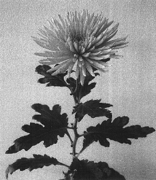 Figure 1 of US plant patent PP16172, the photograph of Anastasia Bronze printed in the patent.