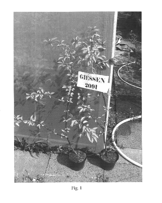 Figure 1 of US plant patent PP16173, the photograph of GI 2091 printed in the patent.