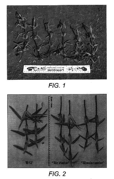 Figure 1 of US plant patent PP16174, the photograph of B12 printed in the patent.