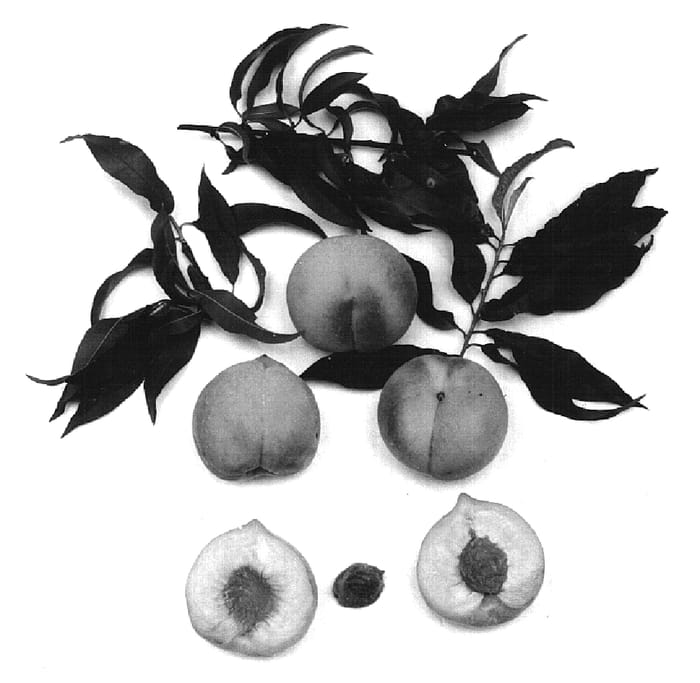 Figure 1 of US plant patent PP16175, the photograph of Janet printed in the patent.