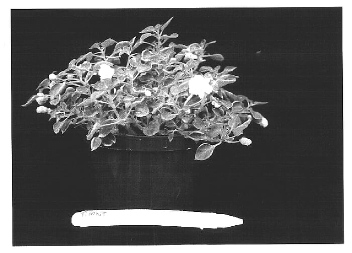 Figure 1 of US plant patent PP16176, the photograph of TiWhit printed in the patent.