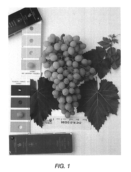 Figure 1 of US plant patent PP16177, the photograph of Sugratwentyfour printed in the patent.