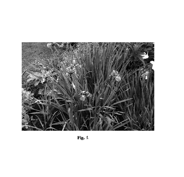 Figure 1 of US plant patent PP16178, the photograph of Mainestream Spring printed in the patent.