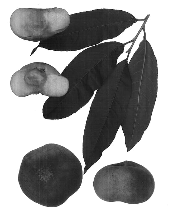 Figure 1 of US plant patent PP16179, the photograph of Peach tree printed in the patent.