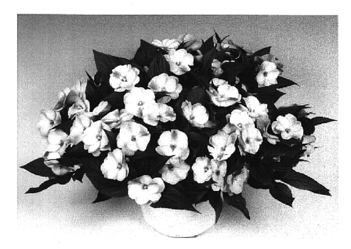 Figure 1 of US plant patent PP16180, the photograph of Tamar Lavender printed in the patent.