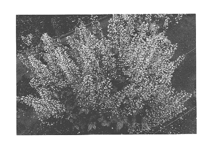 Figure 1 of US plant patent PP16181, the photograph of Party Time printed in the patent.